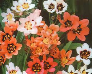 丑角花