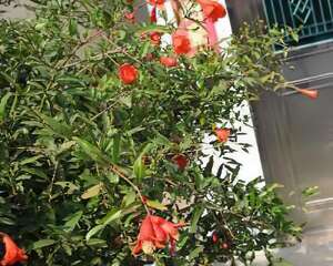 石榴错把秋天当成了夏天