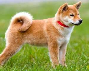 为什么听说国内禁养柴犬和秋田犬？