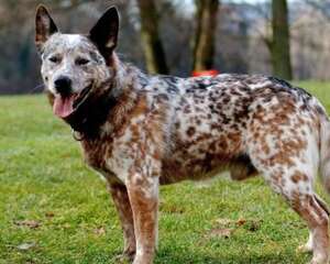 澳洲牧牛犬怎么没人养？澳洲牧牛犬优缺点