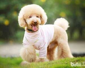 养狗狗的六不要，饲养狗狗的注意事项