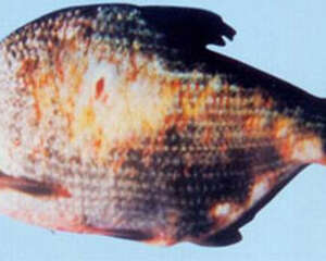 观赏鱼赤皮病的诊断