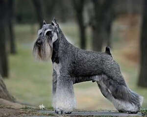 犬非炎症性结肠性腹泻的病因是什么