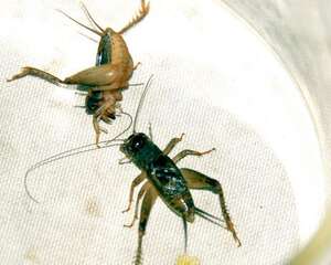 打斗蟋蟀挑选首看头部