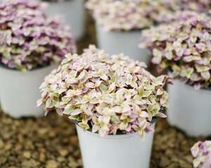 胭脂云的养殖方法和注意事项