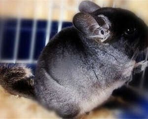 丝绒黑龙猫的生活环境