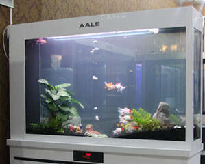 水族箱管理必须知道的事