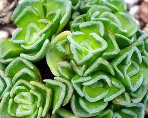 今年最火的奇葩多肉，价格这么贵，还有人抢着买！