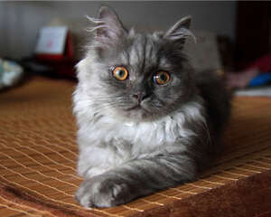 猫咪价格差距分析