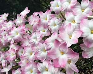 10种花，现在搬出去养，立马长新叶、冒花苞！