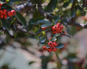 火棘怎么养可以多开花结果