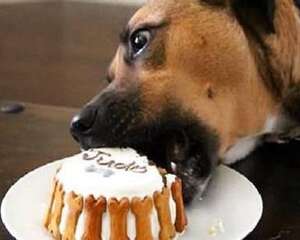 如果狗狗误食了巧克力，应该怎么补救？