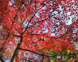 5种花，冻一冻更好看，变色后涨身价！