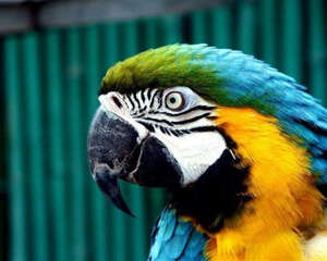 养鸟新手适合饲养的观赏鸟