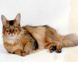 猫咪秃毛癣的防治