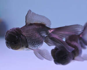 控制温度对金鱼的重要性