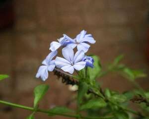 蓝雪花冬天能在室外过冬吗