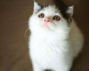 猫咪有哪些超能力？