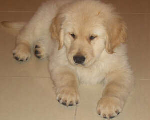 如何控制金毛犬的食量