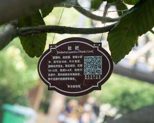 枇杷的养殖方法和注意事项