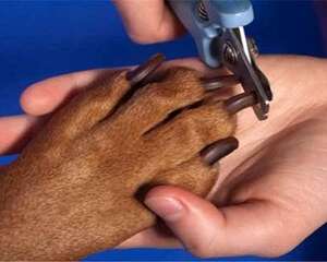 狗狗断指甲疼不疼？为什么要断指甲？