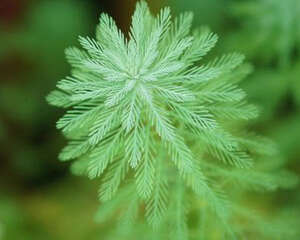 水草日常养护要注意哪些方面