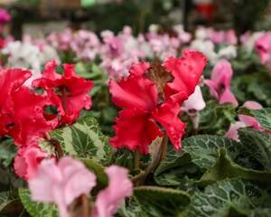 仙客来的越夏管理