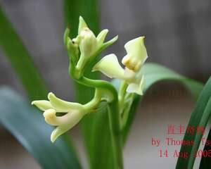 直圭奇梅
