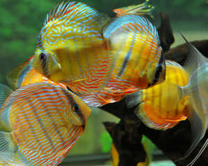 用正确的方法饲养七彩鱼