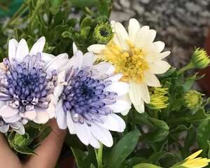 花盆旁边飞虫子，赶紧用药杀，永绝后患！