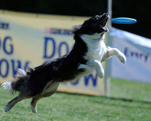 狗狗玩飞盘的训练要点