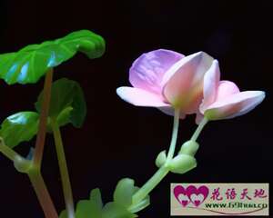 相思草、八月春、秋海棠的花语