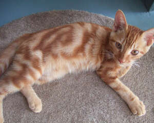 猫咪拉稀的原因及治疗