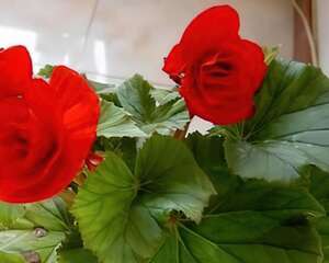 丽格海棠的养殖