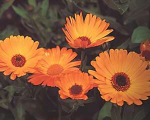 金盏菊的栽培与管理（图）