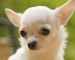 吉娃娃吃什么美化毛色