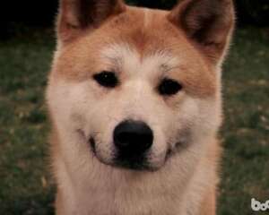 忠犬八公里面的狗，忠犬八公是什么狗？