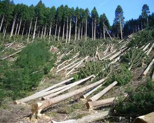 巴西采用芯片技术保护植被不受砍伐