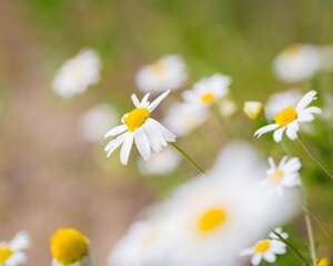 多头菊品种介绍，多头菊图片