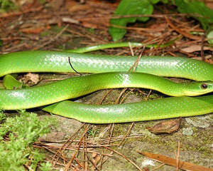 养蛇失败的原因有哪些