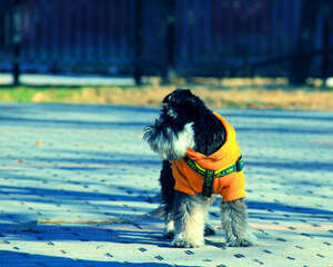 雪纳瑞口臭怎么办