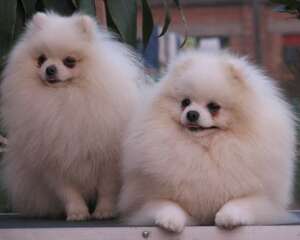 博美犬的饲养要点