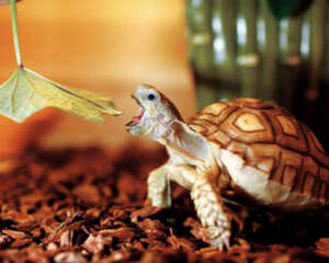 苏卡达陆龟饲养的方法