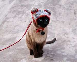 猫咪也是需要带出去散步的
