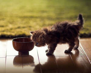 猫咪为什么不爱吃甜食