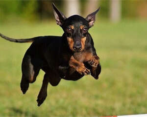 曼彻斯特梗的护理常识