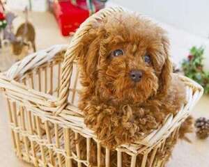 养泰迪犬都有哪些禁忌？