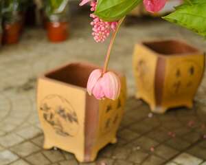 宝莲灯花的叶子掉光了怎么办