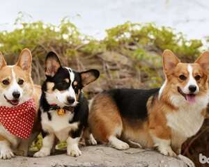 柯基幼犬如何饲养，柯基呦犬饲养方法