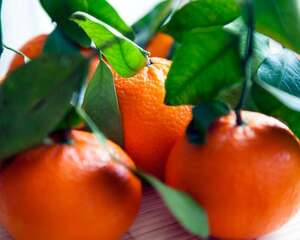 橘子树掉叶子什么原因